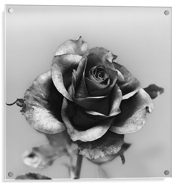 The Rose Acrylic by Douglas McMann