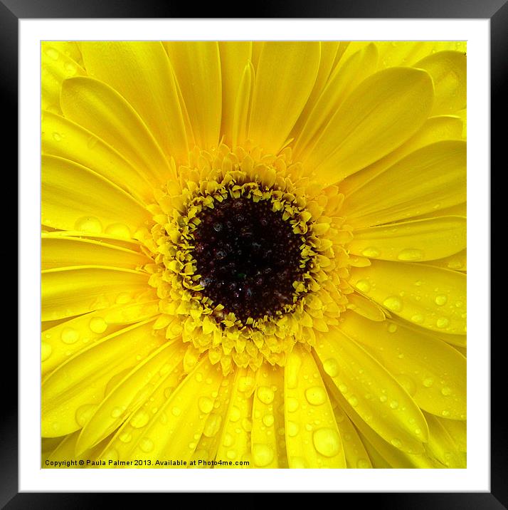 Raindrops on the gerbera! Framed Mounted Print by Paula Palmer canvas