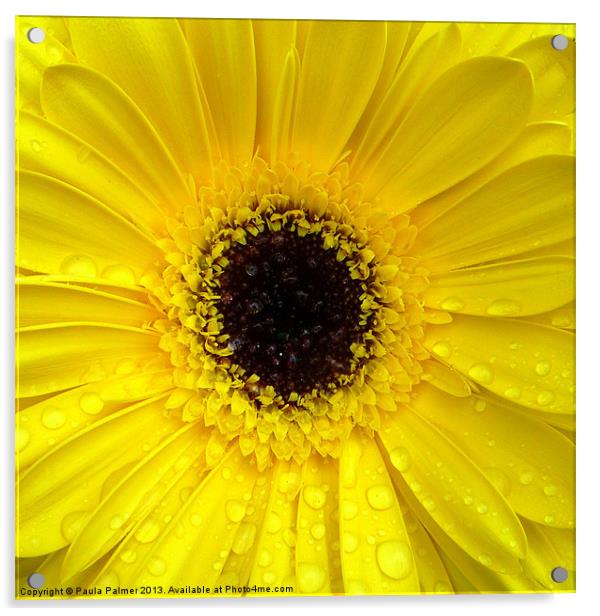 Raindrops on the gerbera! Acrylic by Paula Palmer canvas