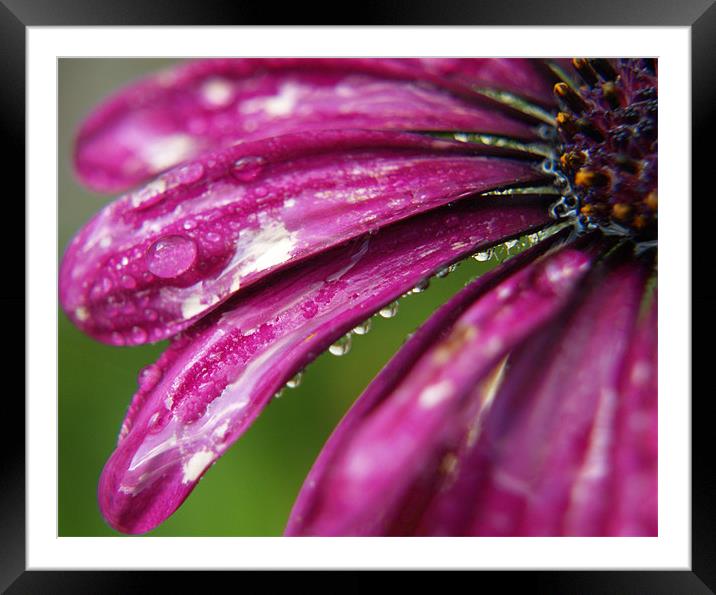 Osteospermum Framed Mounted Print by Tracey Whitefoot
