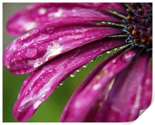 Osteospermum Print by Tracey Whitefoot