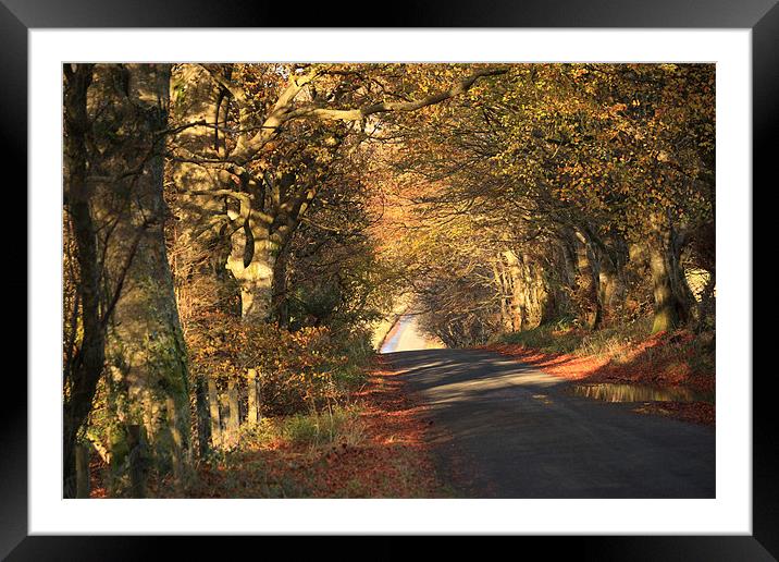 Heading into Autumn Framed Mounted Print by Cheryl Quine
