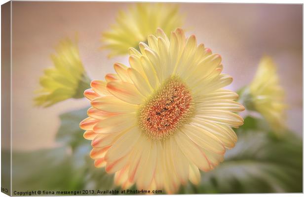 A touch of Sunshine Canvas Print by Fiona Messenger