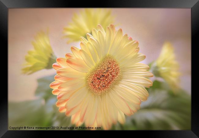 A touch of Sunshine Framed Print by Fiona Messenger