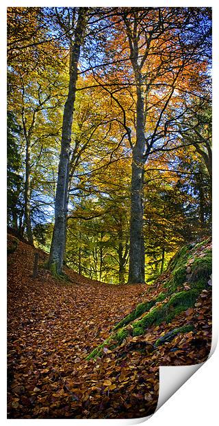 Red Carpet in Reelig in Autumn Print by Macrae Images