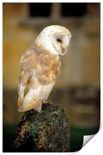 Barn owl in churchyard Print by Celia Mannings