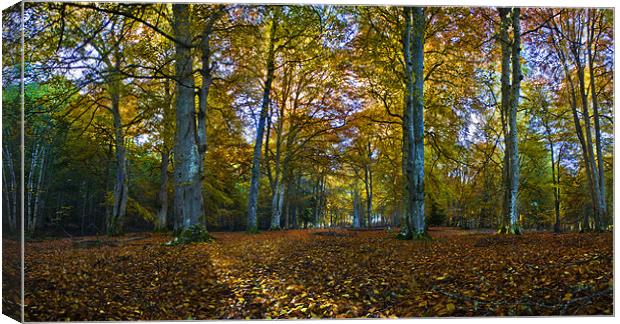 Reelig Glen in Autumn Canvas Print by Macrae Images