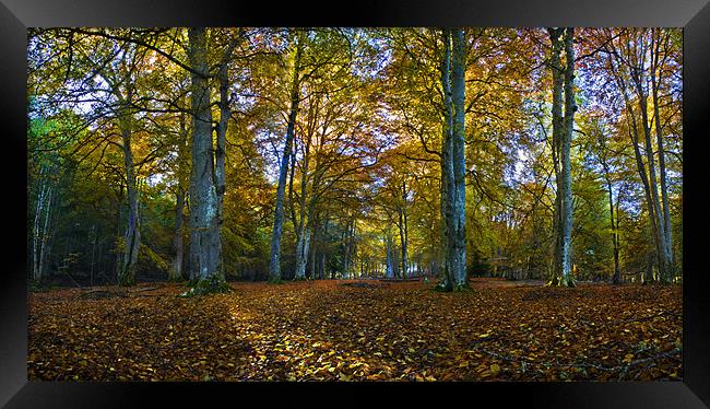 Reelig Glen in Autumn Framed Print by Macrae Images