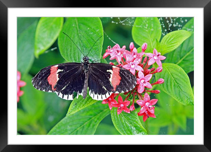 Butterfly Framed Mounted Print by Rachel & Martin Pics