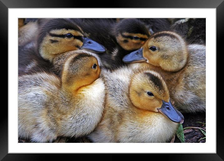 Cuddling Ducklings Framed Mounted Print by Rachel & Martin Pics