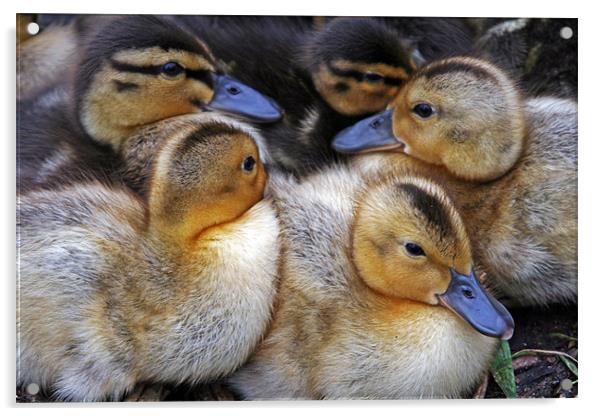 Cuddling Ducklings Acrylic by Rachel & Martin Pics