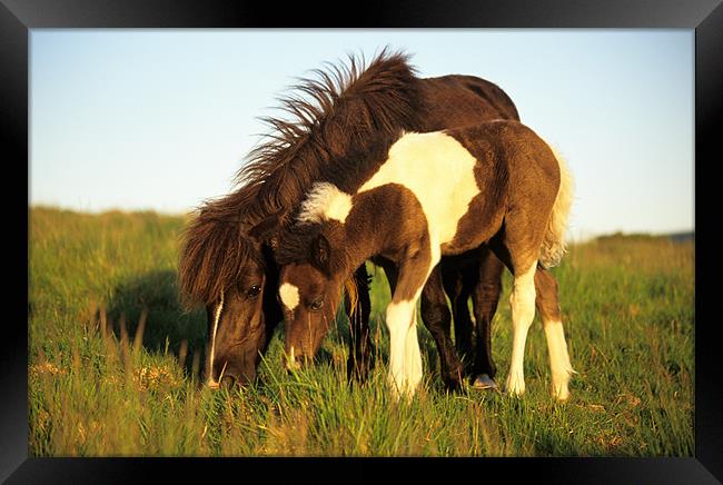 Dartmoor pony and foal grazing Framed Print by Celia Mannings
