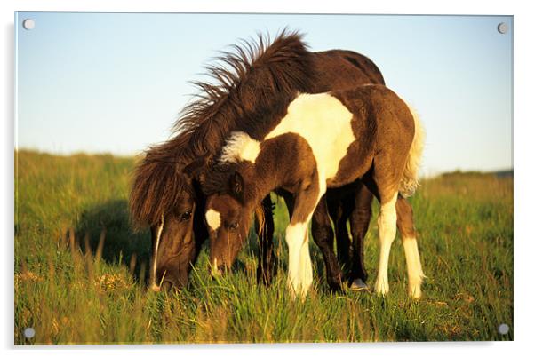Dartmoor pony and foal grazing Acrylic by Celia Mannings