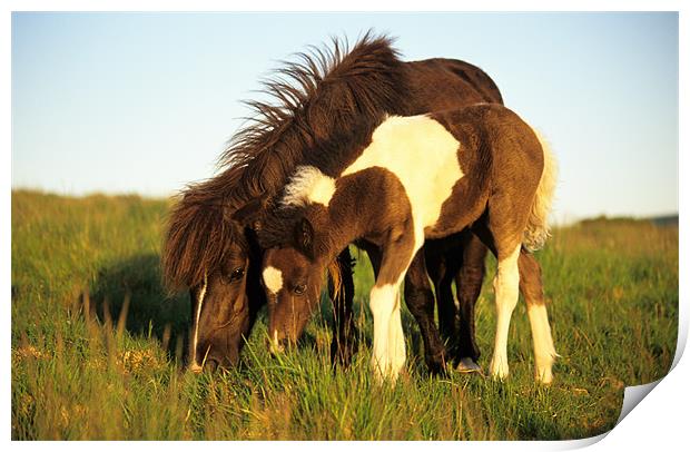Dartmoor pony and foal grazing Print by Celia Mannings