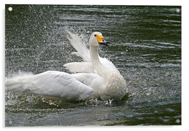 Splashing swan Acrylic by Rachel & Martin Pics