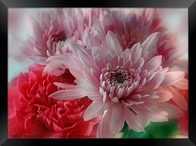 Carnation and Chrysanthemums Framed Print by Doug McRae