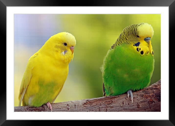 Colourful budgies Framed Mounted Print by Rachel & Martin Pics