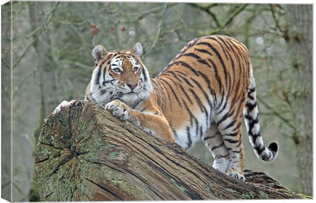 Morning stretch Canvas Print by Rachel & Martin Pics