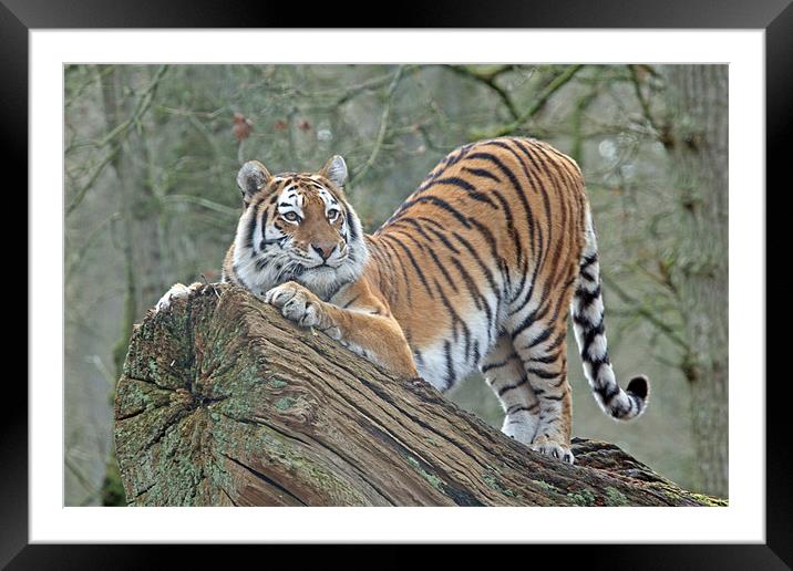 Morning stretch Framed Mounted Print by Rachel & Martin Pics