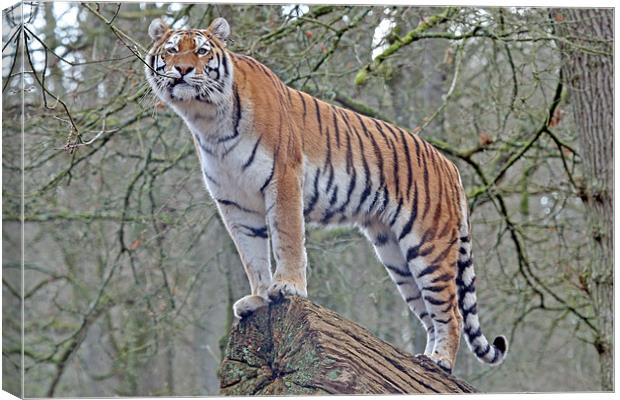 Tiger Canvas Print by Rachel & Martin Pics