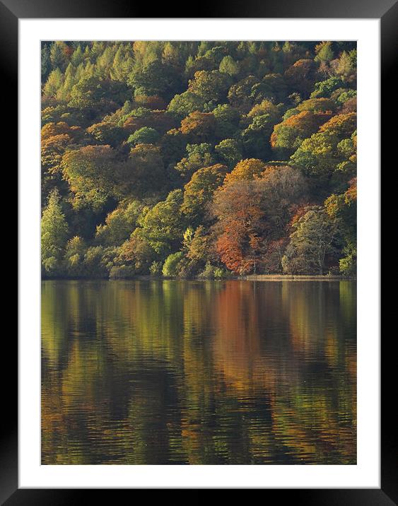 Autumnal Reflections Framed Mounted Print by Cheryl Quine