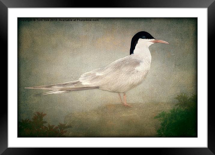 PORTRAIT OF A TERN Framed Mounted Print by Tom York