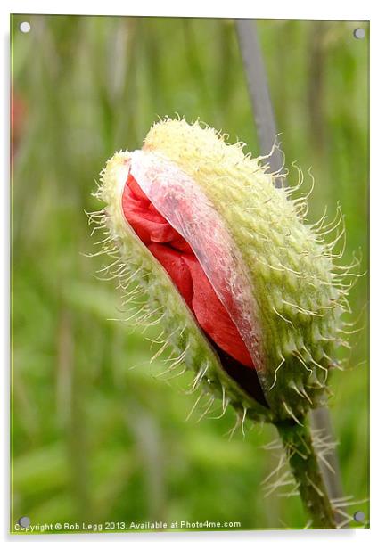 Emerging Poppy Acrylic by Bob Legg