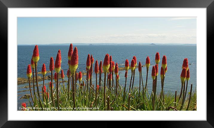 Red Hot Pokers by the Sea Framed Mounted Print by Bob Legg