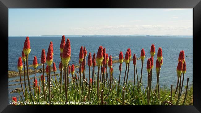 Red Hot Pokers by the Sea Framed Print by Bob Legg