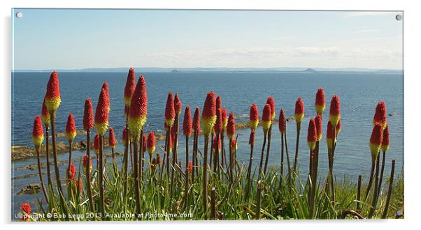 Red Hot Pokers by the Sea Acrylic by Bob Legg