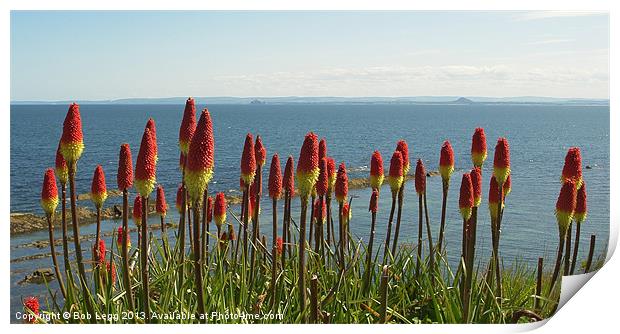 Red Hot Pokers by the Sea Print by Bob Legg