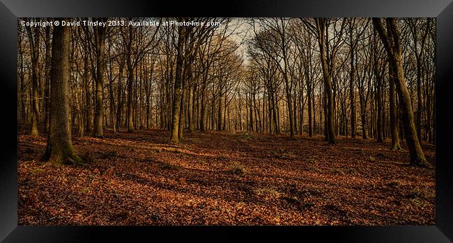 Winter Beech Woods Framed Print by David Tinsley