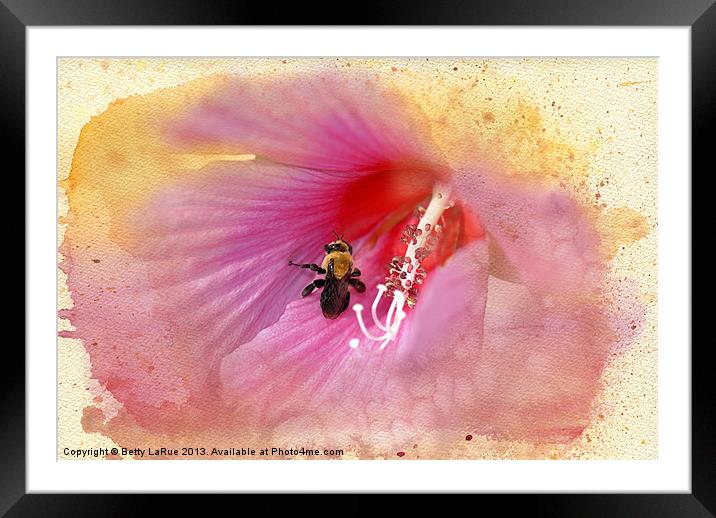 Bumble Bee Bliss Framed Mounted Print by Betty LaRue