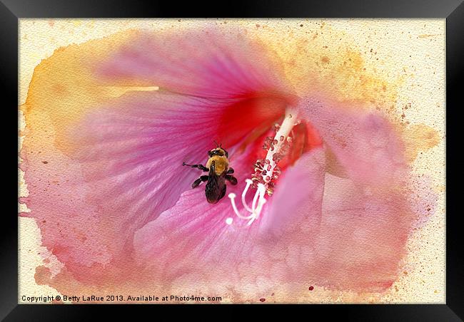 Bumble Bee Bliss Framed Print by Betty LaRue