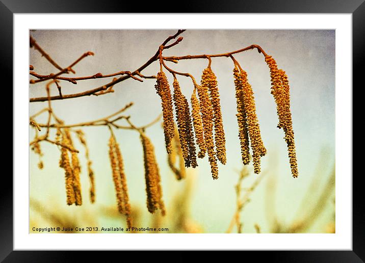 Catkins Framed Mounted Print by Julie Coe