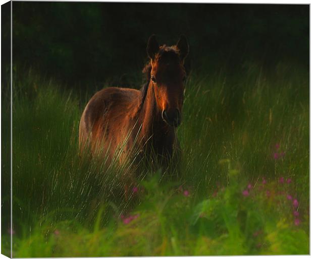 Wild horse Canvas Print by Matthew Laming