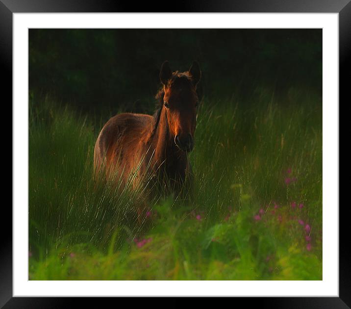 Wild horse Framed Mounted Print by Matthew Laming