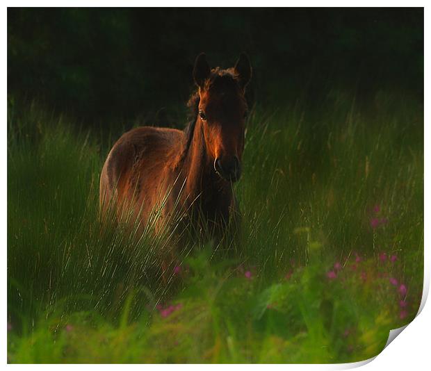 Wild horse Print by Matthew Laming