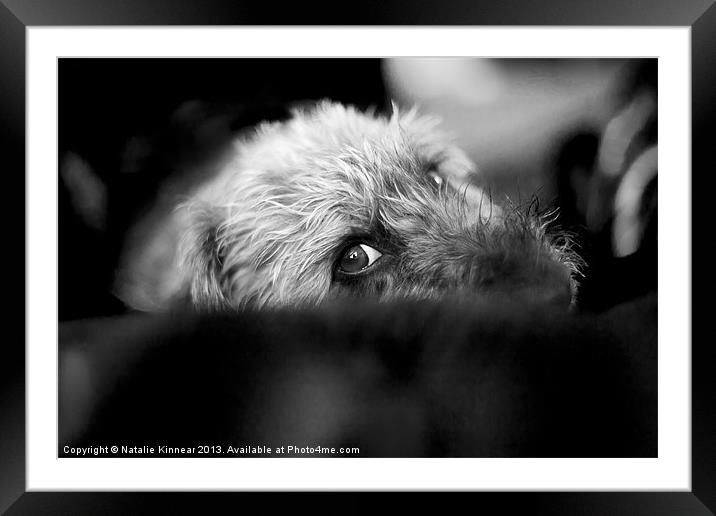 Cute Pup Sneek A Peek Framed Mounted Print by Natalie Kinnear