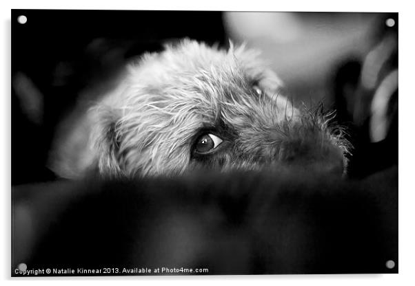 Cute Pup Sneek A Peek Acrylic by Natalie Kinnear