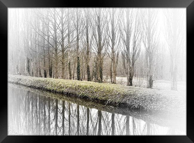 Winter Trees Framed Print by Richard Thomas