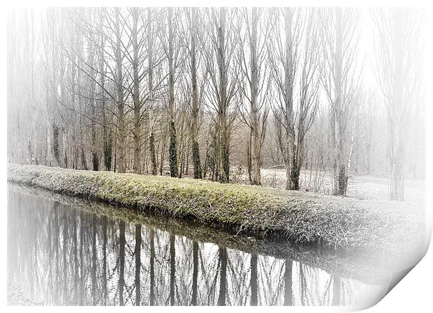 Winter Trees Print by Richard Thomas