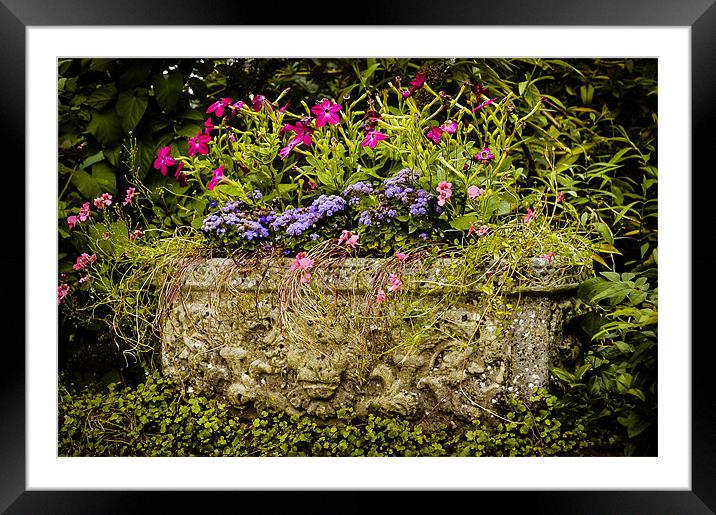 Planter Framed Mounted Print by Mark Llewellyn