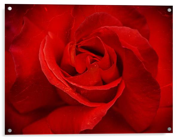 Valentine Rose Acrylic by Mark Llewellyn