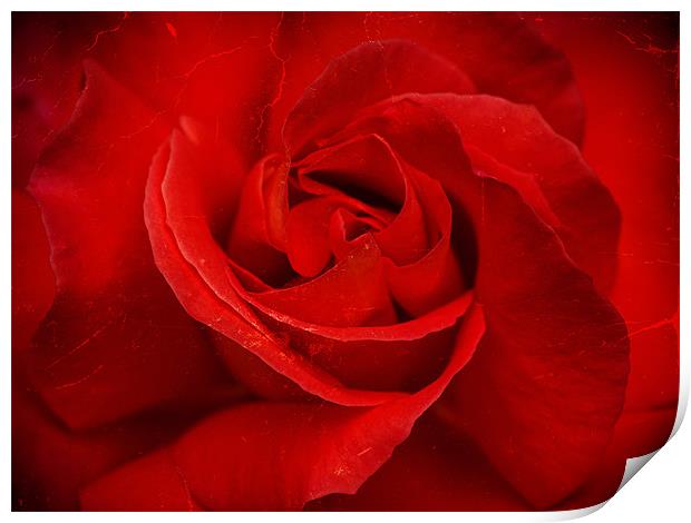 Valentine Rose Print by Mark Llewellyn