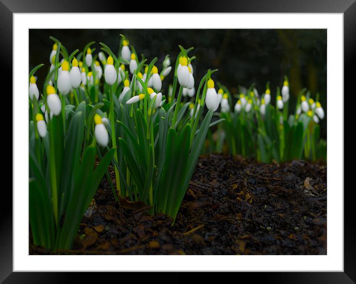 Yellow Top Snowdrops Framed Mounted Print by Richard Thomas