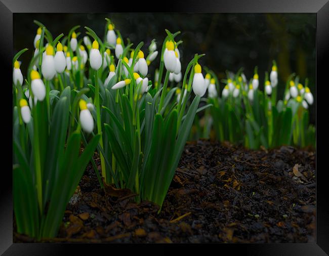 Yellow Top Snowdrops Framed Print by Richard Thomas