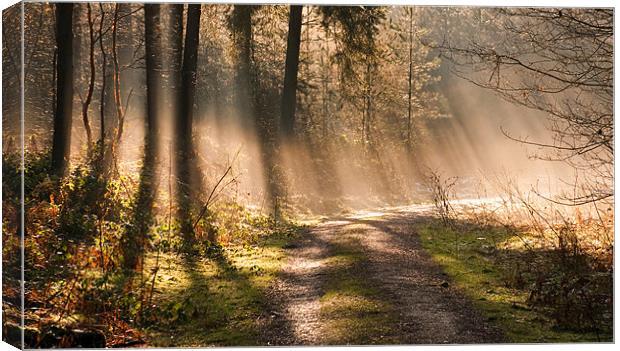 Woodland Light Canvas Print by Tracey Whitefoot