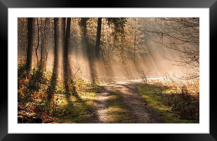 Woodland Light Framed Mounted Print by Tracey Whitefoot