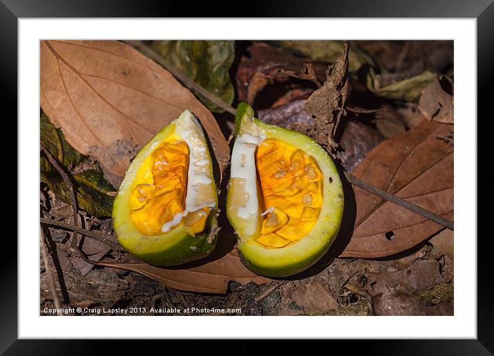 fruit on the forest floor Framed Mounted Print by Craig Lapsley